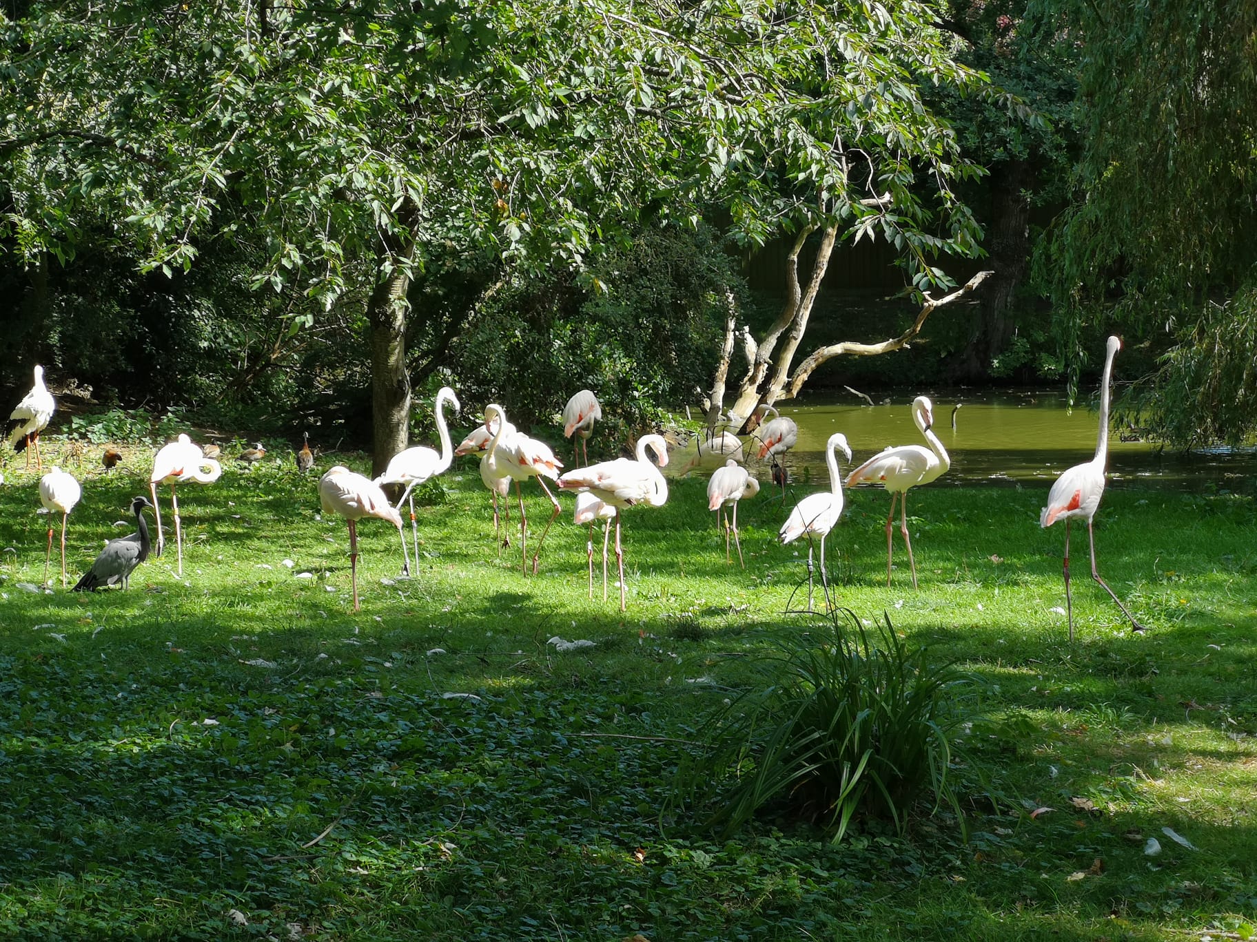 Images is of Flamingos