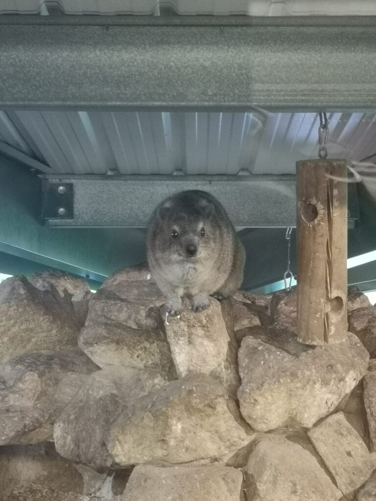 Rock Hyrax