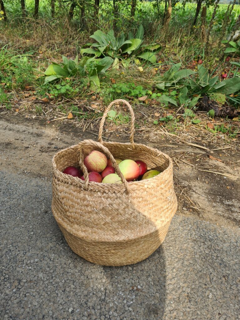 Basket of apples