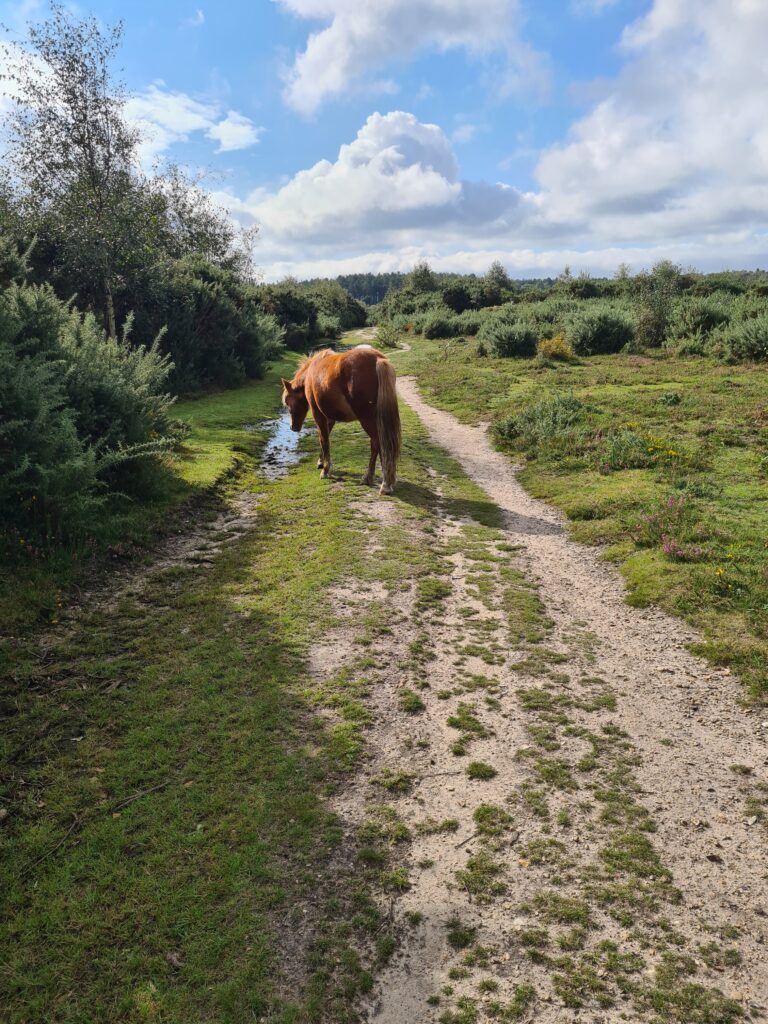 Wild horse eating