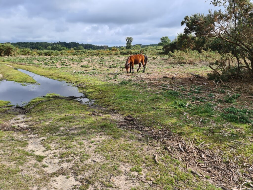 Wild horse in a park