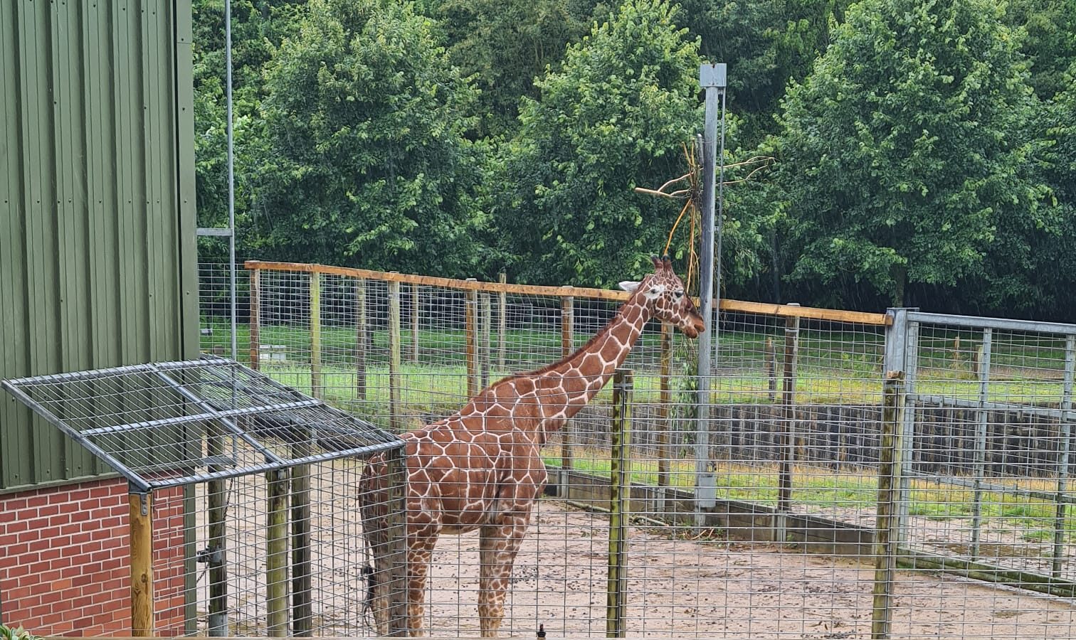 Giraffe at Banham Zoo