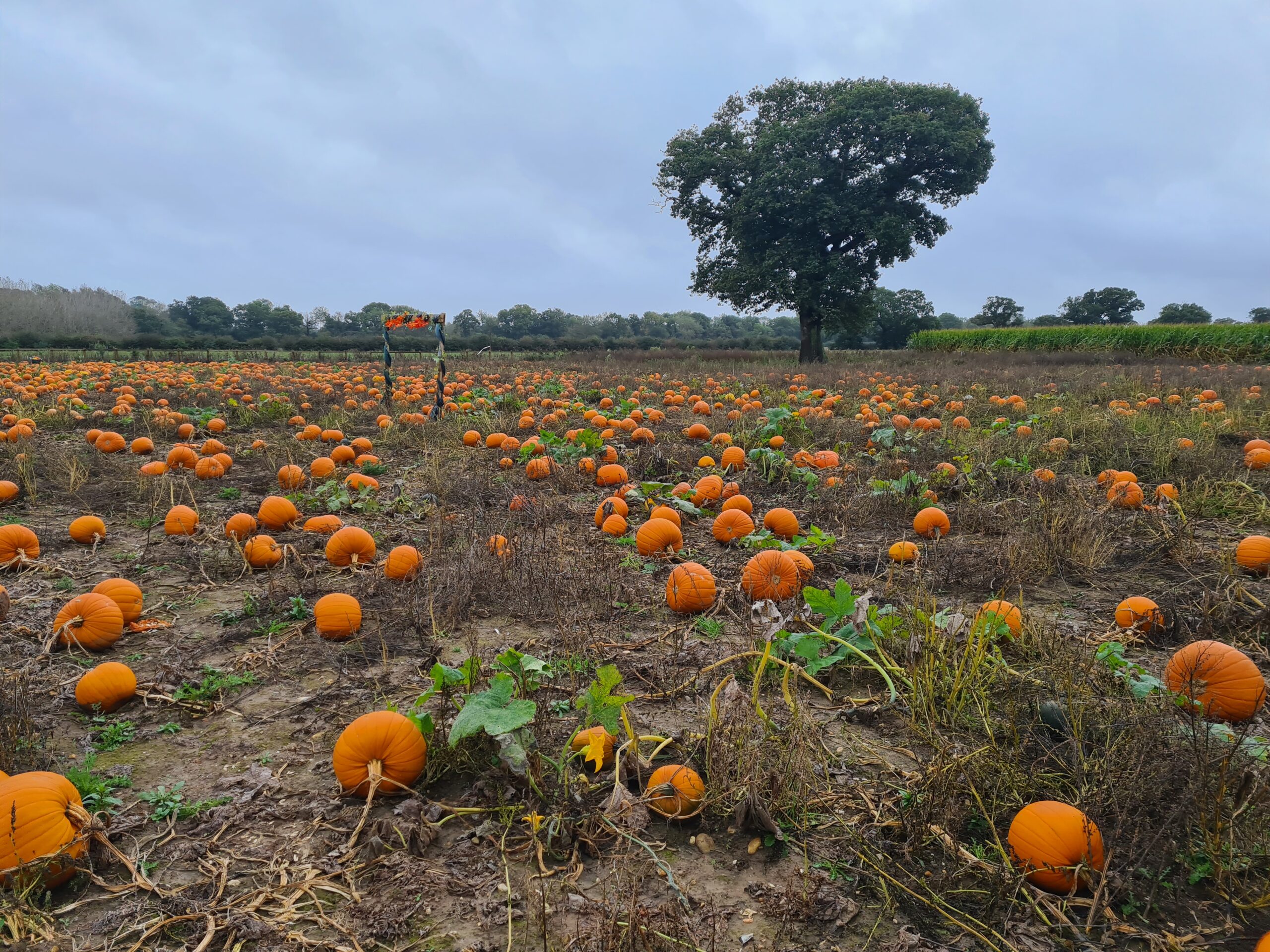 pumpkin field