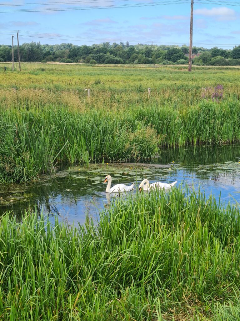 Swans in river