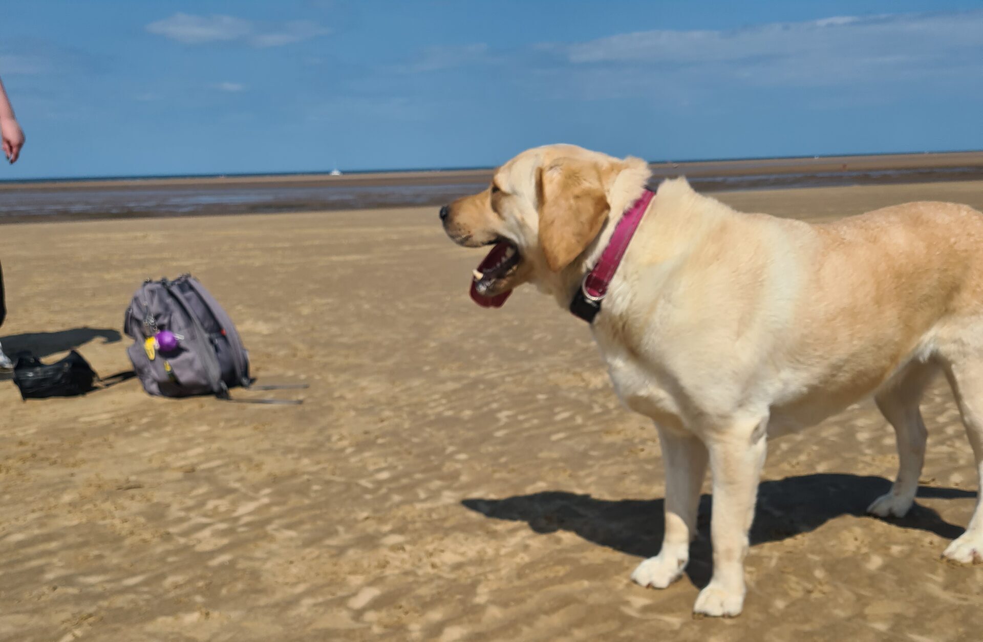 two dogs on a beach