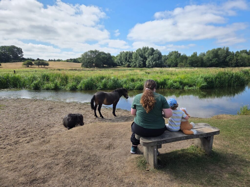horses in a river