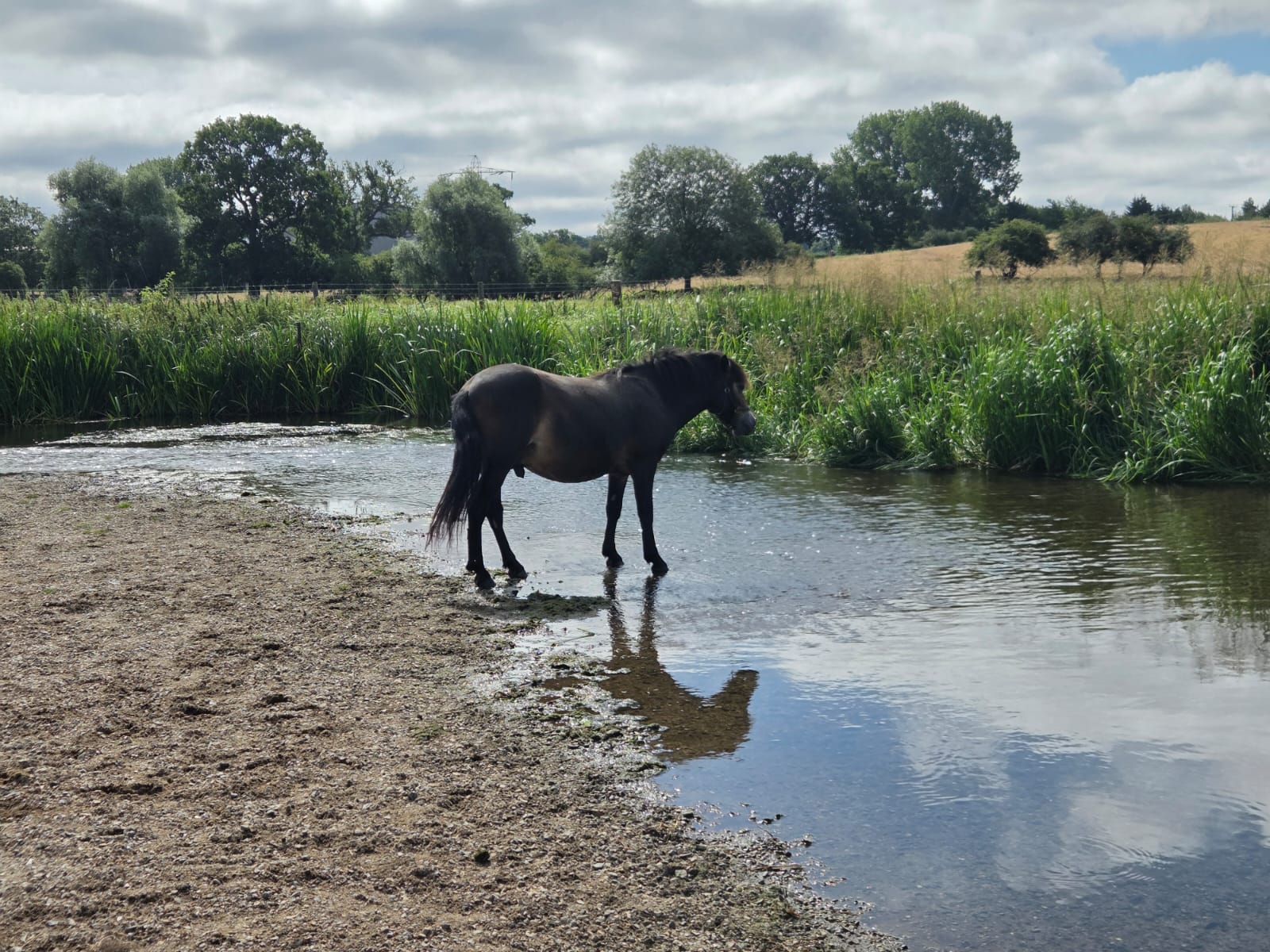 Horse in a river